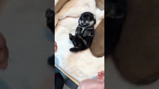 Careful with little body #trending #pupppy #viralvideo