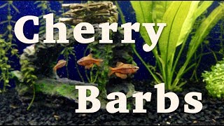 Cherry Barbs - New Addition to the Community Tank