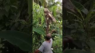 Panen 🍌 👑 #short #shorts #pisang #banana #fruit #fruits #fresh #forest #farmer #health  #nature #wow