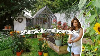 Adding to the cut flower garden 🌻 September flowering perennials