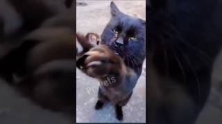 Stray cat make a bow begging for food #cat #straycat #poor