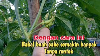 Cara Akurat‼️ Memperbanyak Bakal Buah Cabe Dengan Nutrisi Yang Tepat