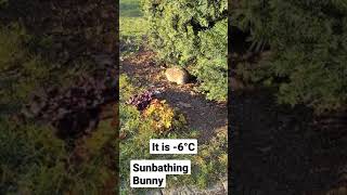 Sunbathing Bunny