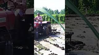 Mahindra 265 DI performance मूंजी में कूल काटते हुए । #viral #फसल #agriculture #trending #farming