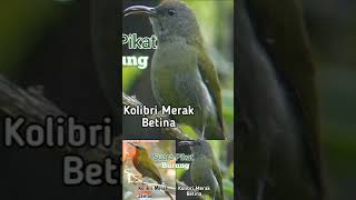 suara Pikat Burung Kolibri Merak Jantan Dan betina ribut mp3