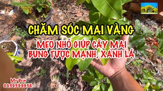 Chăm sóc Mai Vàng - Mẹo nhỏ giúp Cây Mai bung tược mạnh, xanh lá