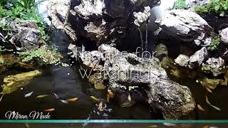 Paludarium Waterfall Low Budget