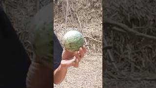 buah hutan langka yg sudah jarang terlihat || part1