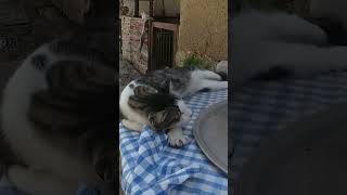 cat: meow meow FUNNY CAT #short