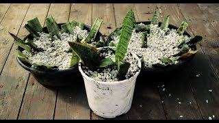 Snake Plant Propagation by Cutting - Sansevieria