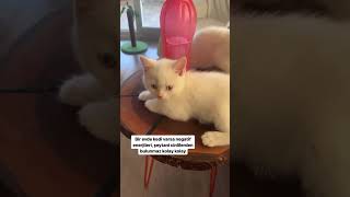 Evde Neden Kedi Beslenmeli #shorts #short #shortsvideo #shortvideo #kedi #cat #viralvideo #funny