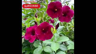 Allamanda flowering tips#viral #song#allamanda#gardening #flowergarden#foryou#monsoongarden#kpop#bts