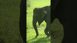 Elephant eating grass #shorts