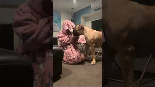 Big Boerboel Look I’m a Wabbit  #funny #viralshorts #shortsfeed