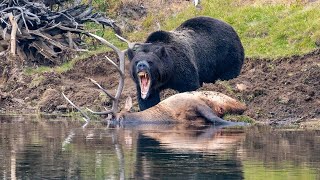 Merciless Bear Hunts