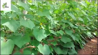 Summer Best crops Heerekay/Ridge Gourd