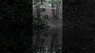 Fancy location for a badger home #trailcam #cuteanimals #badgers #funnyshorts