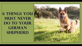 6 Things You Must Never Do to Your German Shepherd