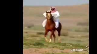 الله على ركابة الخيل