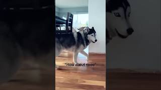 Funny Dogs 🐶🐶 Episode90 #shorts