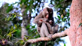 Swinging Through Life: Monkeys Living Their Best Day