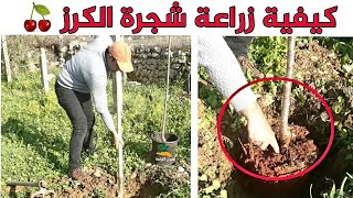 زراعة شجرة الكرز 🍒| أين يزرع الكرز