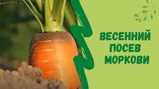 Весенний посев моркови