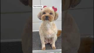 ASMR do banho e tosa #pets #asmr #banhoetosa