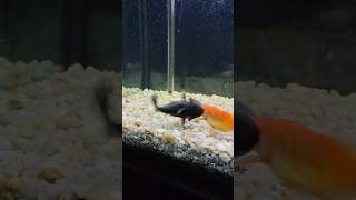 Culpter fish hunting gold fish#fish#shorts#viral