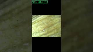 how to look green cardamom on microscope 1600× digital | #shorts #zero-zone