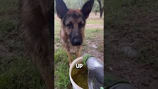 Dog Drinks from HOSE #funny #shorts