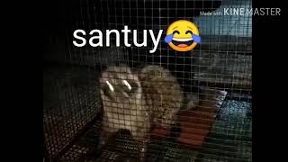 Musang santuy ngakak🤣