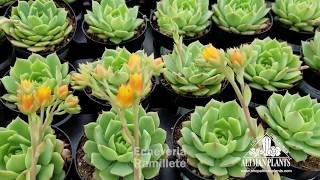 Quick Peek: Echeveria 'Ramillete'