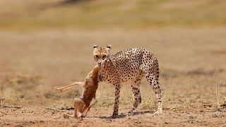 Cheetah Hunting Baby Springbok