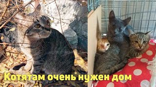 Ищем ДОМ Малышам-Подкидышам!!! Красивые Котята Нуждаются В Доме И Вашей Любви!!!