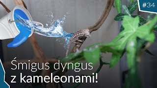 Zrobiłem śmigus dyngus kameleonom! 💧