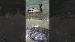 Duck 🦆 and tortoise 🐢 so beautiful ❤️ swimming 🥽