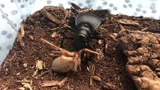 manticora tiger beetle vs camel spider