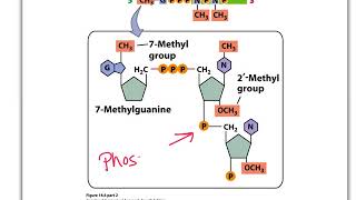 biol360RNAprocessingHW