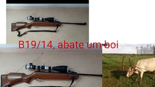 Carabina b19/14, Abatendo um Boi, Será que Abate.