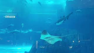 حوض الاسماك  The Dubai Mall Aquarium