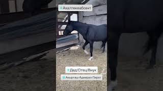 Поколение