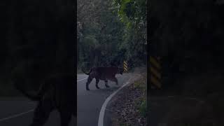 Tiger Was Seen Near Ganeshgudi Dandeli #shorts #viral #trending