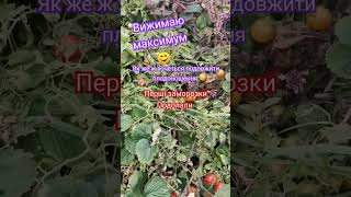 Вітаю ПІДПИШИСЬ SUBSCRIBE ideas gardening ідея для вирощування #садівництво #gardening #plants