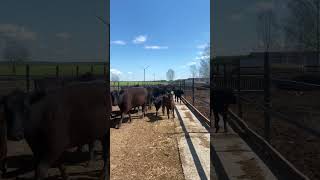 Cattle farming business, Aberdeen Angus breed.