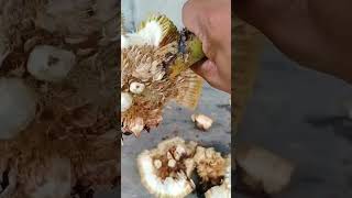 DELICIOUS FRESH HARVEST RIPE MARANG FRUIT FROM OUR FARM #marang#harvest#fresh #delicious#fruit #asmr