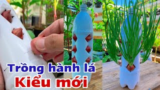 BA | Trồng Rau Sạch Tại Nhà | Trồng Hành lá Trong Chai Nhựa