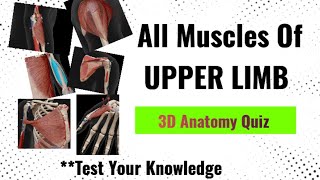 All Upperlimb Muscles 3D Anatomy Quiz || 3D Anatomy Upper Limb #anatomyquiz