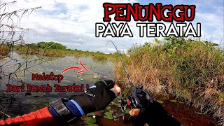 MENGGASAK HARUAN DI SPOT PAYA HEAVY COVER || SPOT CUKAI MAKAN MODAL || SOFTFROG KATAK PUAKA MENCAKUK