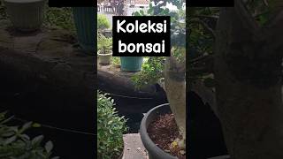 Bonsai di pekarangan rumah #shortvideo